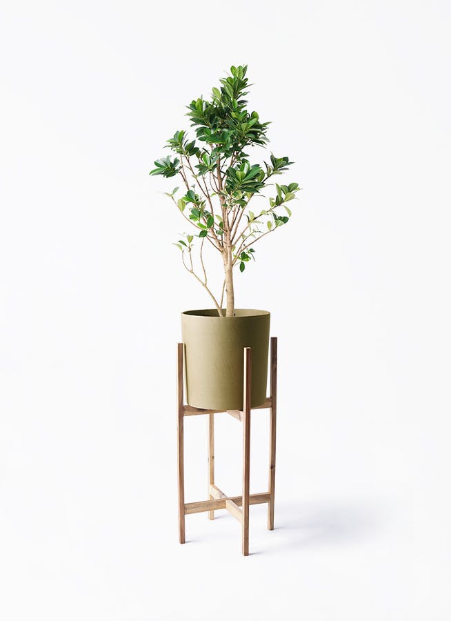 ガジュマル ベビーリーフ | 観葉植物通販 HitoHana（ひとはな）