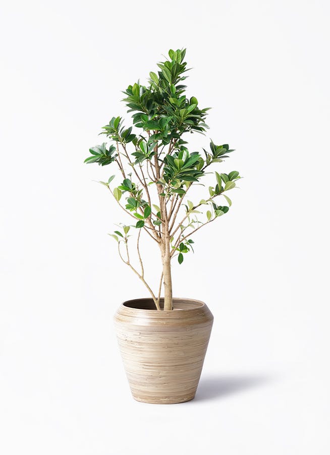 ガジュマル ベビーリーフ | 観葉植物通販 HitoHana（ひとはな）