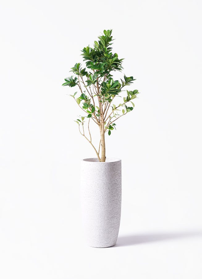 ガジュマル ベビーリーフ | 観葉植物通販 HitoHana（ひとはな）