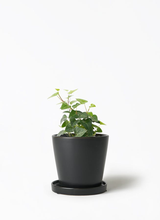 観葉植物 ポトス 3号 ライム ベラ S 黒 植え替えキット付き | 観葉植物