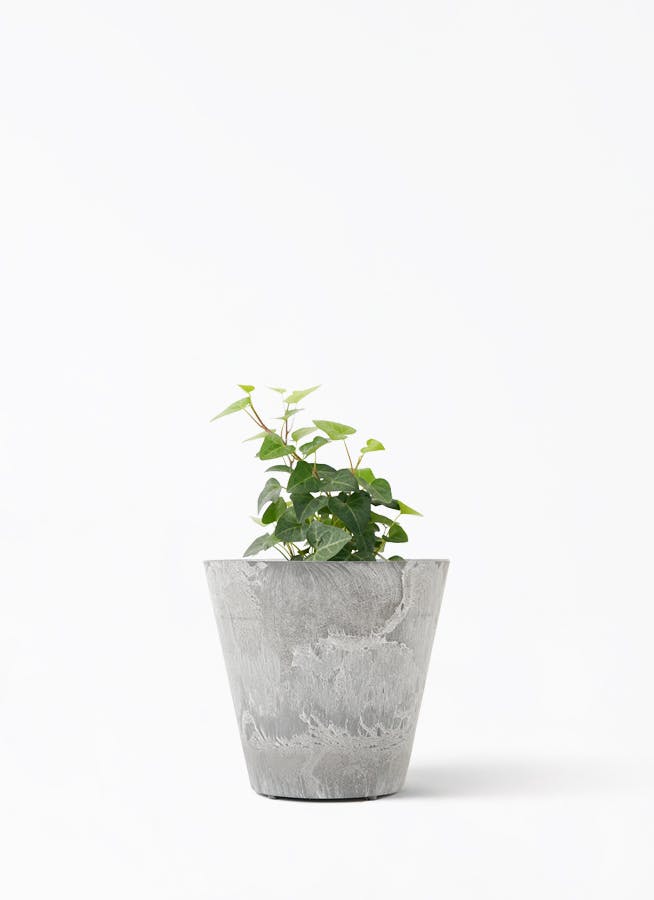 その他観葉植物 Tomirio san's order sansevieria-mikado-14_1.jpg?