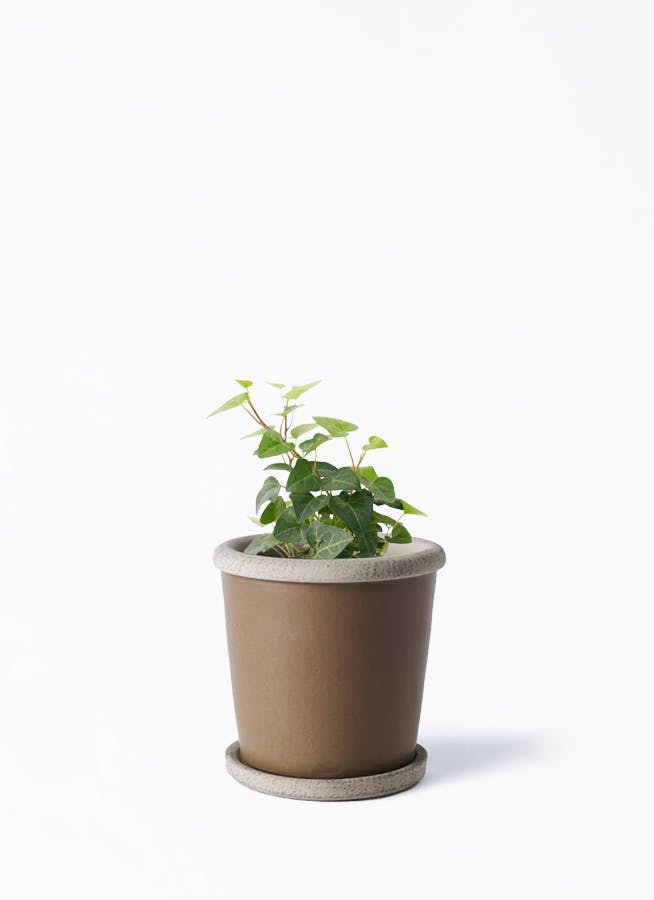 観葉植物 テーブルヤシ 3号 Camel Pot (キャメルポット) 付き | 観葉