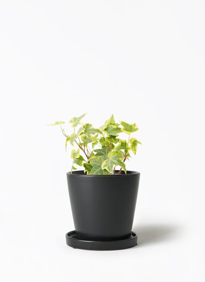 観葉植物 ポトス 3号 ライム ベラ S 黒 植え替えキット付き | 観葉植物 