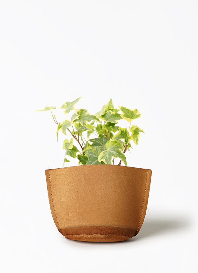 観葉植物 モンステラ 3号 レザーポット ブラウン 付き | 観葉植物なら