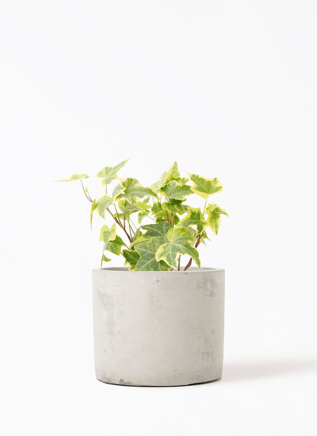 観葉植物 フィロデンドロン 3号 セローム ヒトデカズラ アダ