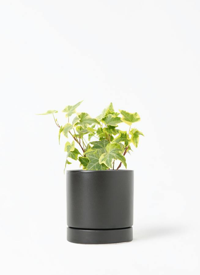 観葉植物 ポトス 3号 斑入り オーセ 11 K ブラック 付き | 観葉植物