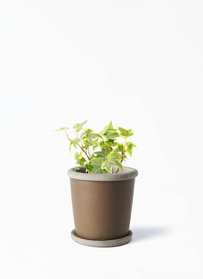 邪気払い　現品①8号　ゲッキツ　シルクジャスミン　苗　苗木　観葉植物 観葉植物 シルクジャスミン（げっきつ） 3号 Camel Pot (キャメル