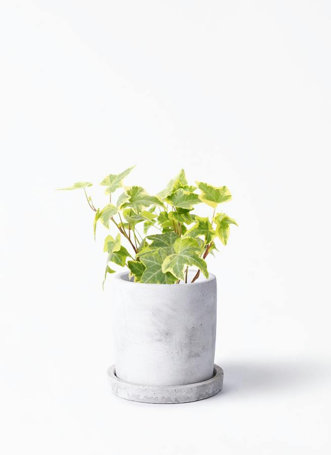 観葉植物 ポトス 3号 斑入り マルモ 白 SSS 付き | 観葉植物なら