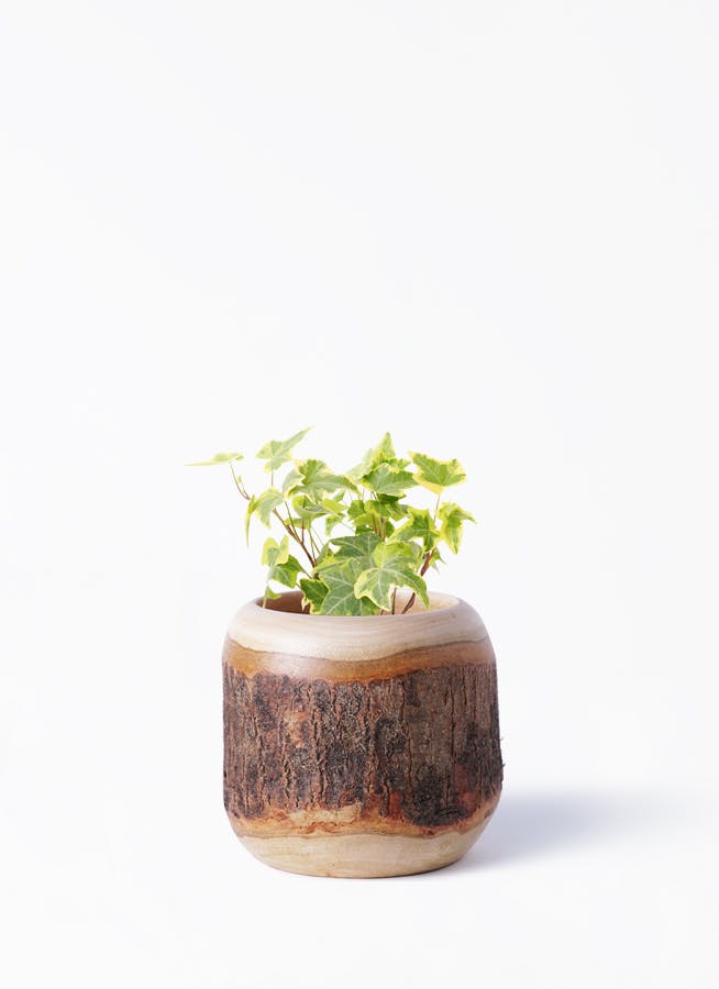 アイビー（ヘデラ） | 観葉植物通販HitoHana(ひとはな)