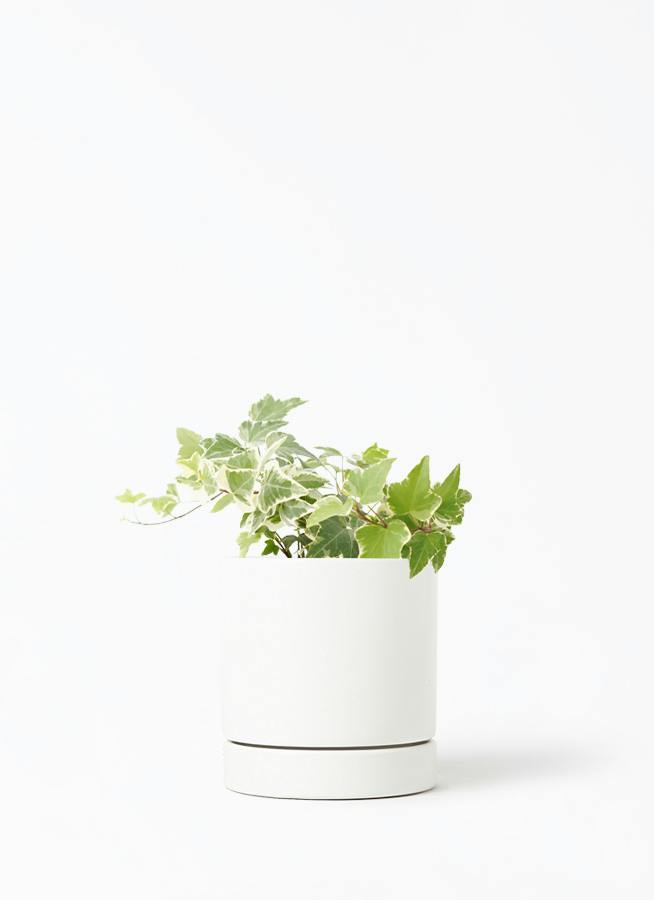観葉植物 アイビー（ヘデラ） 3号 白斑入り オーセ 11 W ホワイト 付き 