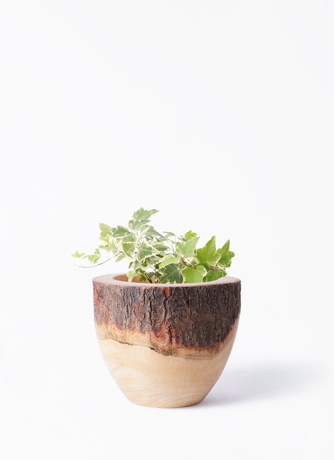 観葉植物 シマトネリコ 3号 Mango Wood(マンゴーウッド