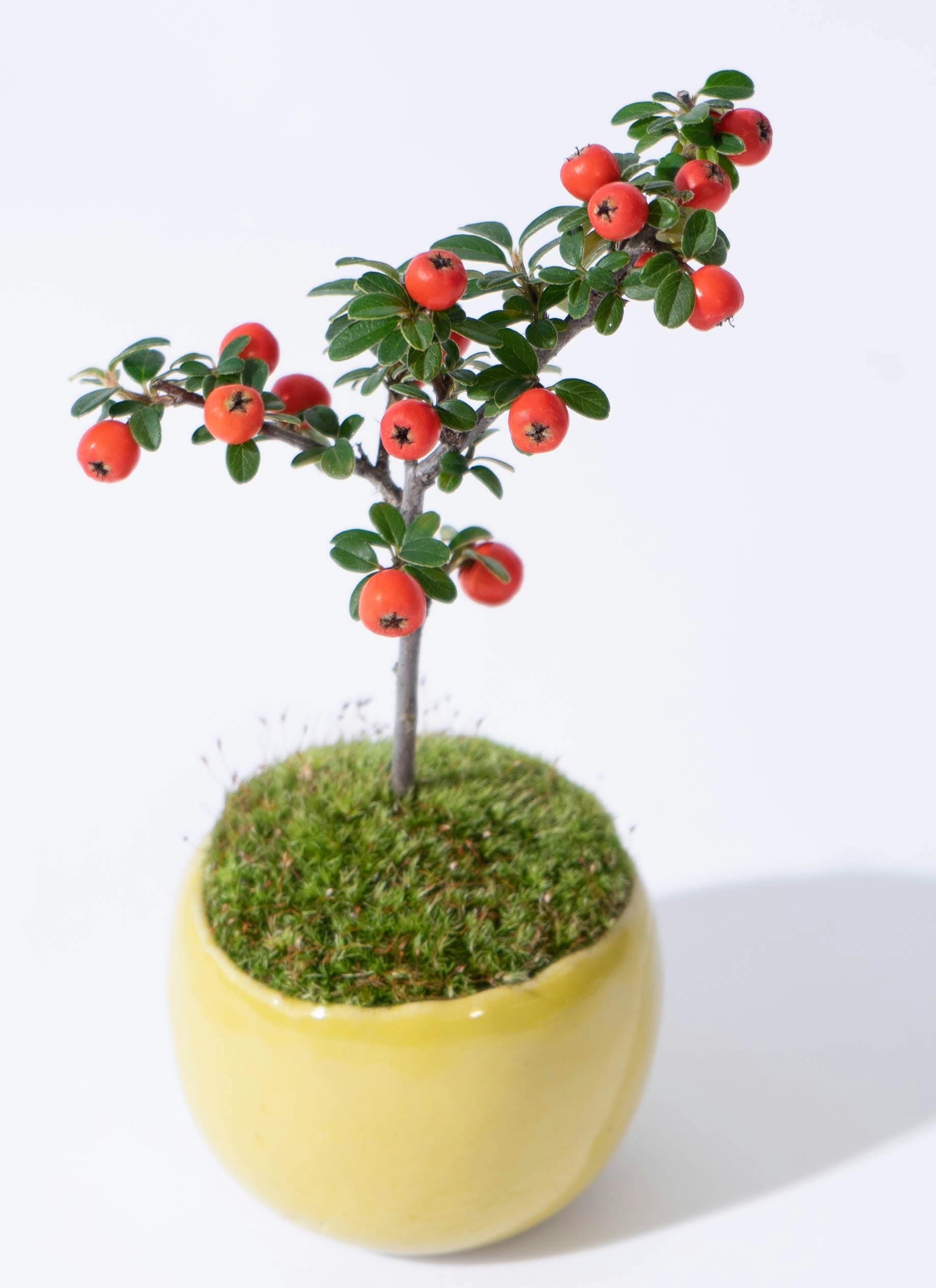 高山植物、コケモモ、コケモモ群生、48センチ角鉢、盆栽、高山植物盆栽 高山植物、コケモモ、コケモモ群生、48センチ角鉢、盆栽、高山