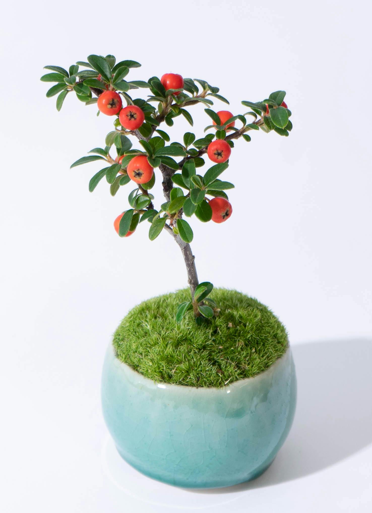 産地直送 盆栽 カマツカコケモモ Mサイズ 鉢色 氷青（受け皿セット