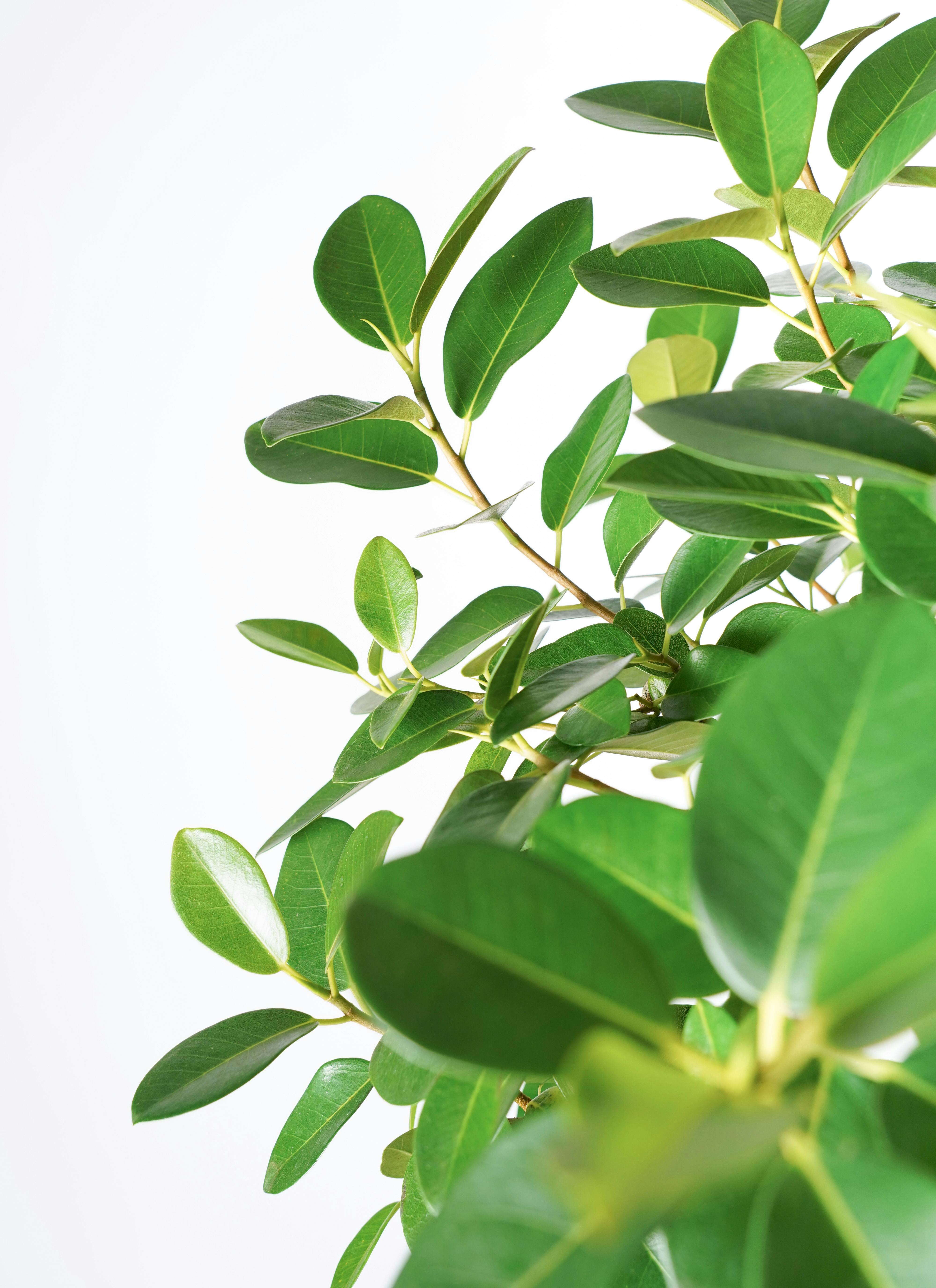 観葉植物 フランスゴムの木 10号 曲り プラスチック鉢 | 観葉植物なら