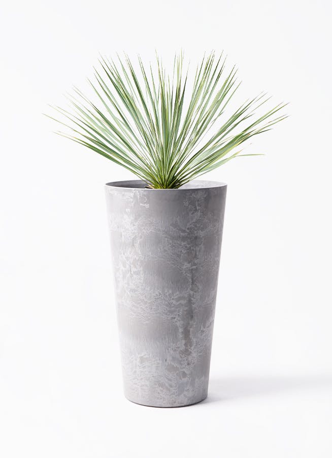 観葉植物 ユッカ 8号 ロストラータ アートストーン トール