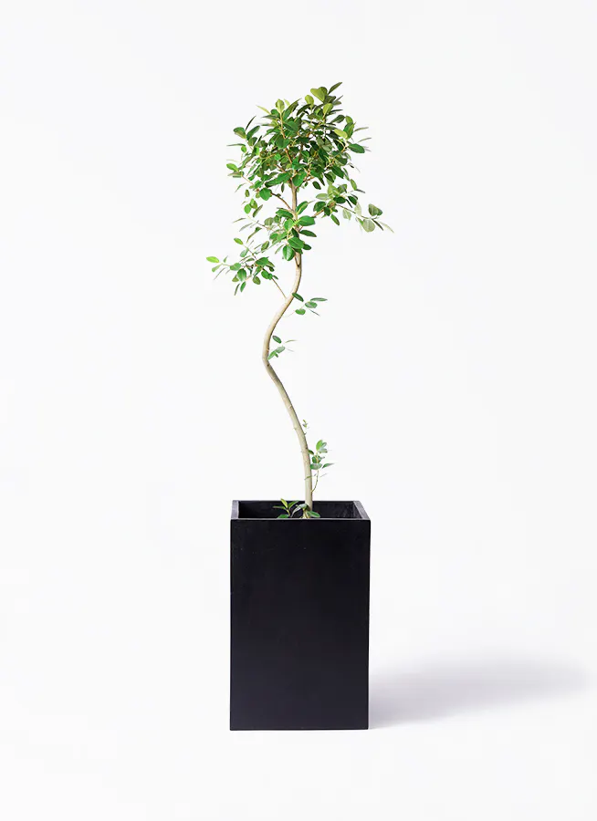 観葉植物 旅人の木 10号 セドナロング 墨 付き | 観葉植物ならHitoHana 
