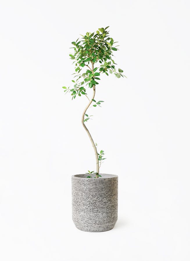 観葉植物 コルディリネ (コルジリネ) ストリクタ 10号 Eco Stone（エコ