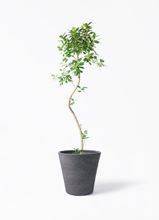 鉢カバー 黒・ブラック 10号 | 観葉植物の鉢ならHitoHana