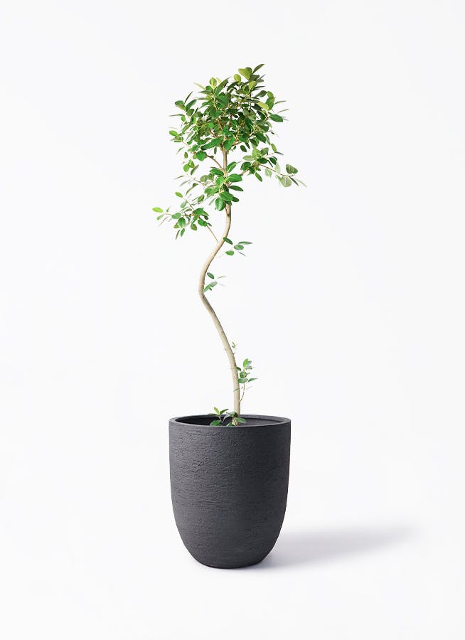 観葉植物 鉢 黒・ブラックの鉢カバー付きの観葉植物 | HitoHana（ひとはな）