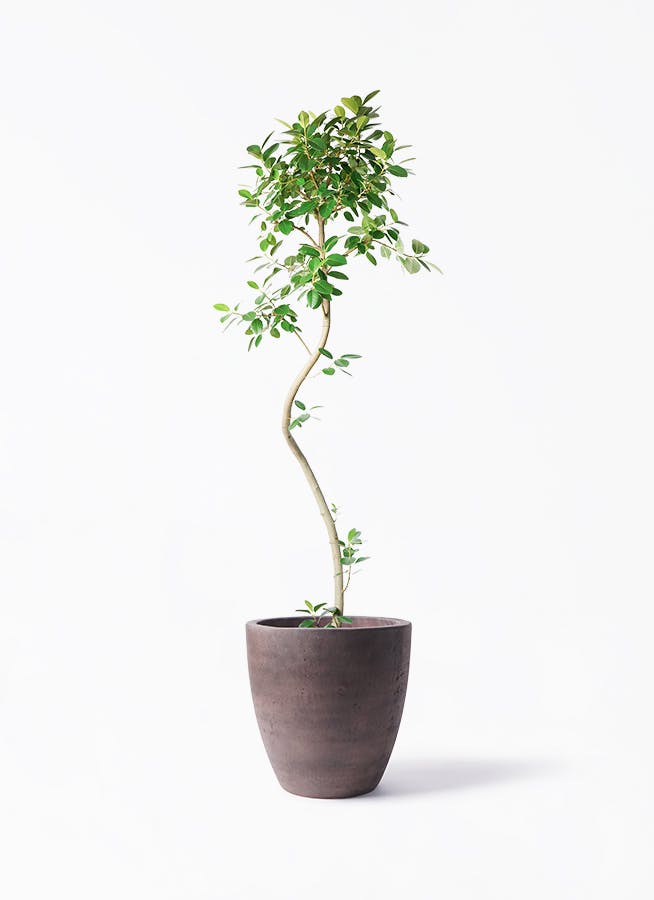観葉植物 コルディリネ (コルジリネ) ストリクタ 10号 コーテス
