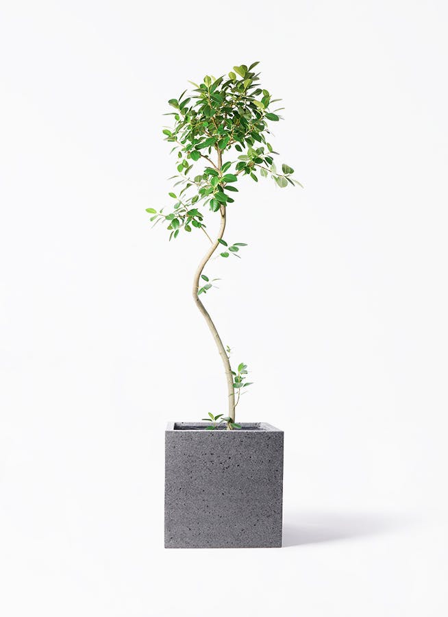 観葉植物 フランスゴムの木 10号 曲り キューブ ラテルストーン 付き | 観葉植物ならHitoHana(ひとはな)