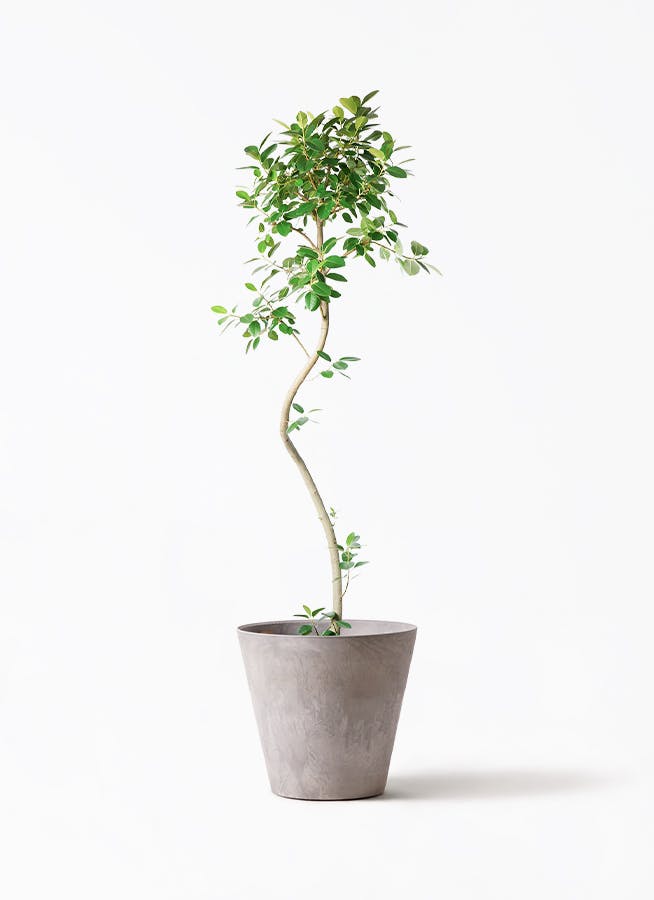 観葉植物 フランスゴムの木 10号 曲り アートストーン ラウンド グレー