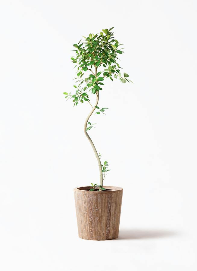 観葉植物 フィカス ベンガレンシス 10号 ストレート ウッドプランター