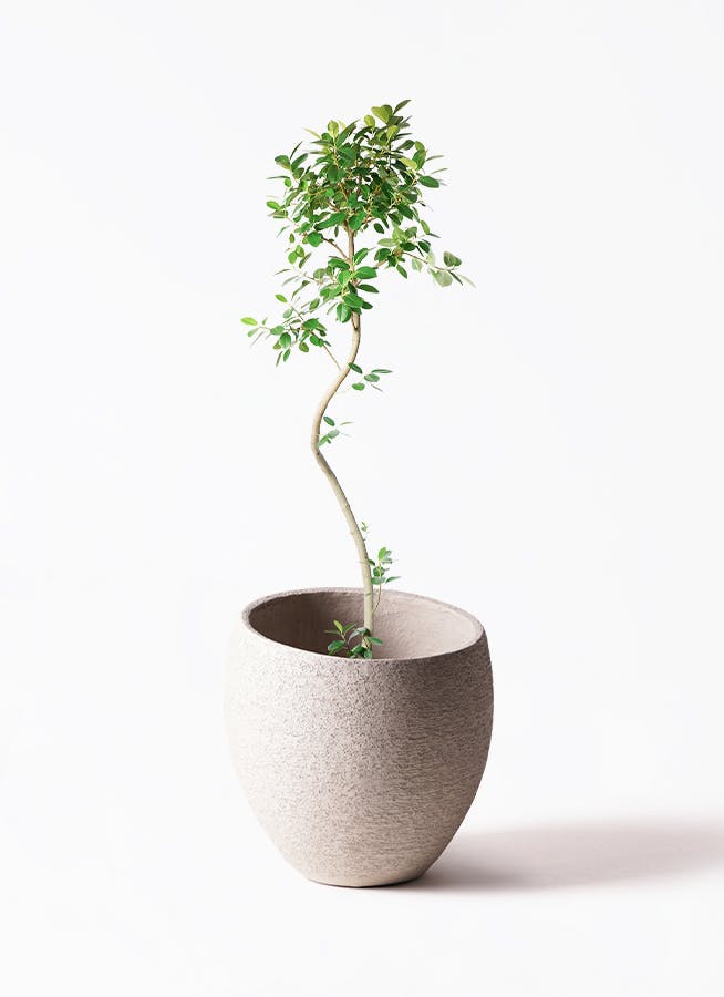 観葉植物 アマゾンオリーブ (ムラサキフトモモ) 10号 エコストーンLight Gray 付き | 観葉植物ならHitoHana(ひとはな)