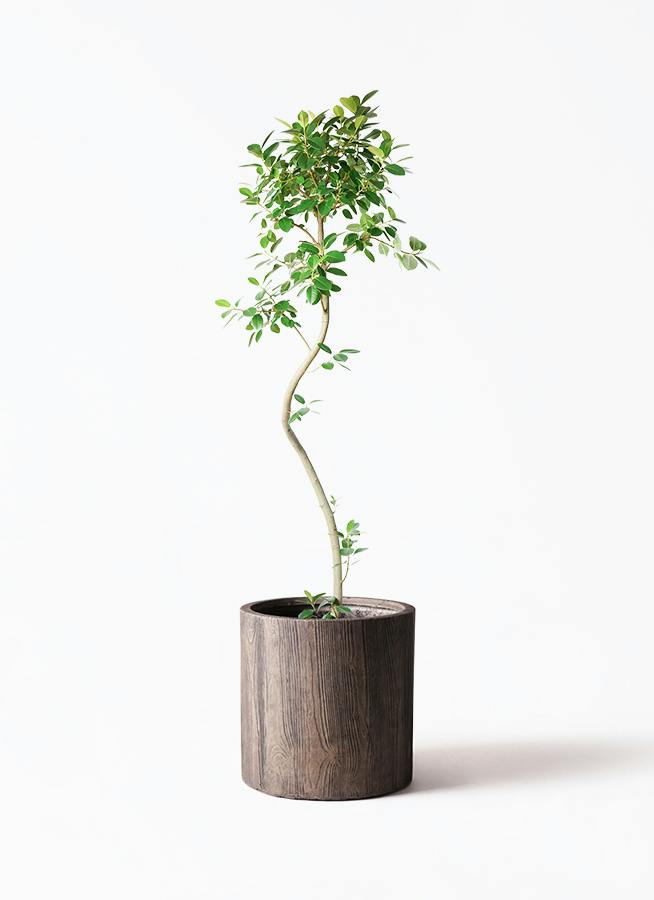 観葉植物 コルディリネ ストリクタ 10号 アルファシリンダープランター
