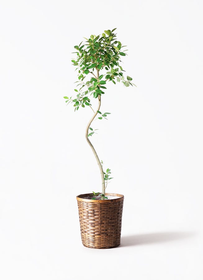 観葉植物 トックリラン ポニーテール 10号 竹バスケット 付き | 観葉