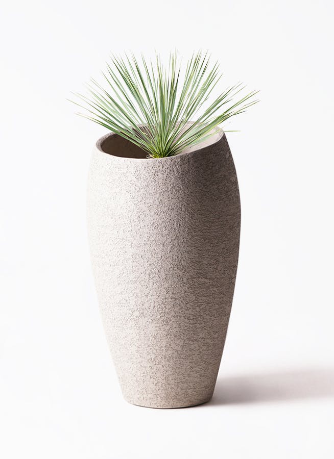 ユッカ ロストラータ | HitoHana（ひとはな）