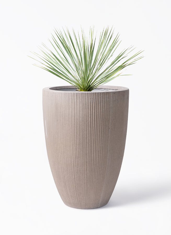 観葉植物 ユッカ 8号 ロストラータ リブラ モノ ブラウン 付き