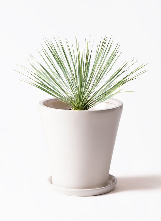 ユッカ ロストラータ | HitoHana（ひとはな）