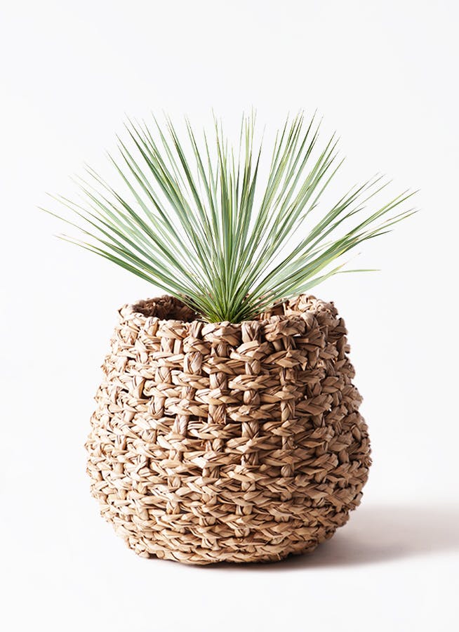 ユッカ ロストラータ | HitoHana（ひとはな）