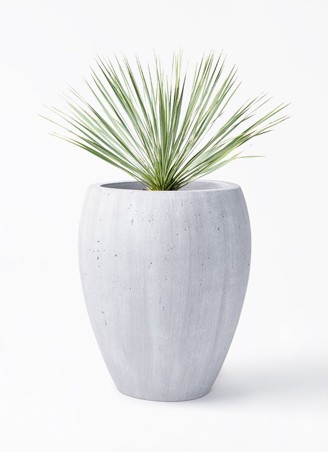 ユッカ ロストラータ | HitoHana（ひとはな）