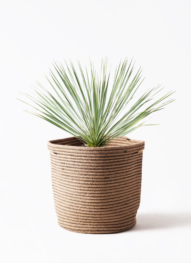 ユッカ ロストラータ (ひ) ユッカ ロストラータ yucca rostrata 希少種 【送料無料】 | My