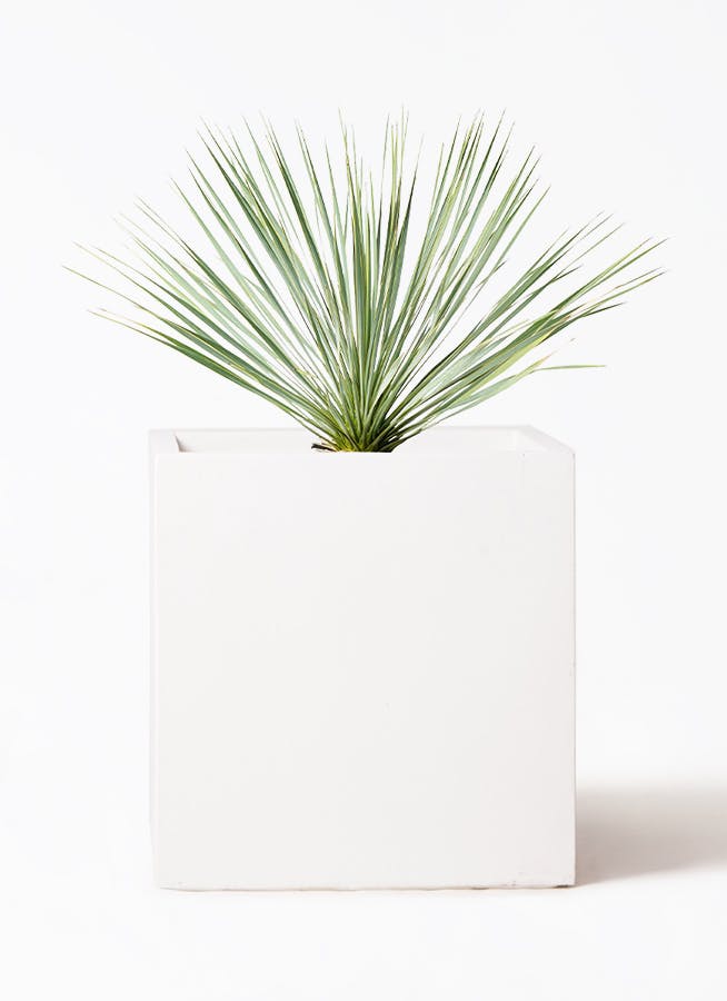 観葉植物 ユッカ 8号 ロストラータ バスク キューブ 付き | 観葉