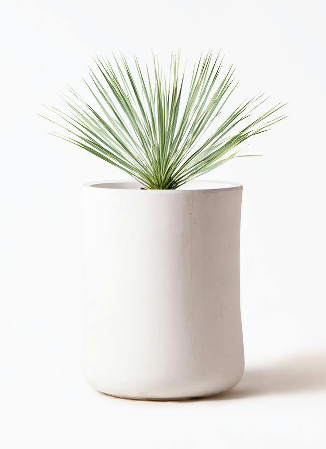 観葉植物 ユッカ 8号 ロストラータ バスク ミドル ホワイト 付き