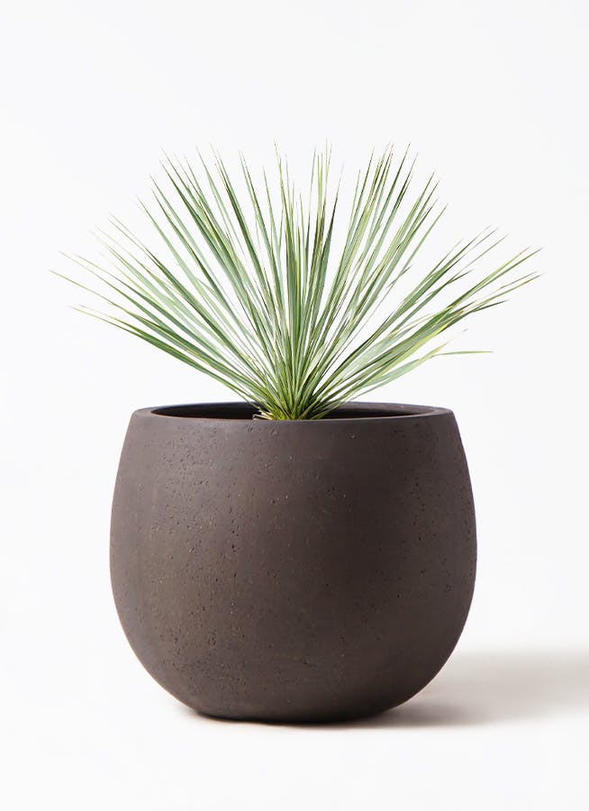 ユッカ ロストラータ | HitoHana（ひとはな）