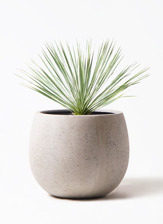 ユッカ ロストラータ | HitoHana（ひとはな）