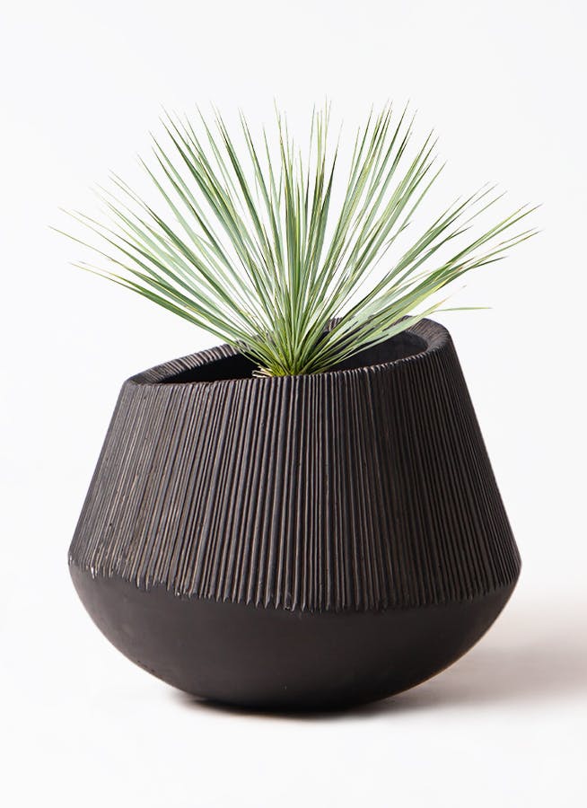 ユッカロストラータ観葉植物 約80cm 高さ 黒鉢 dショッピング |ユッカ（ロストラータ） 10号 ぽってり