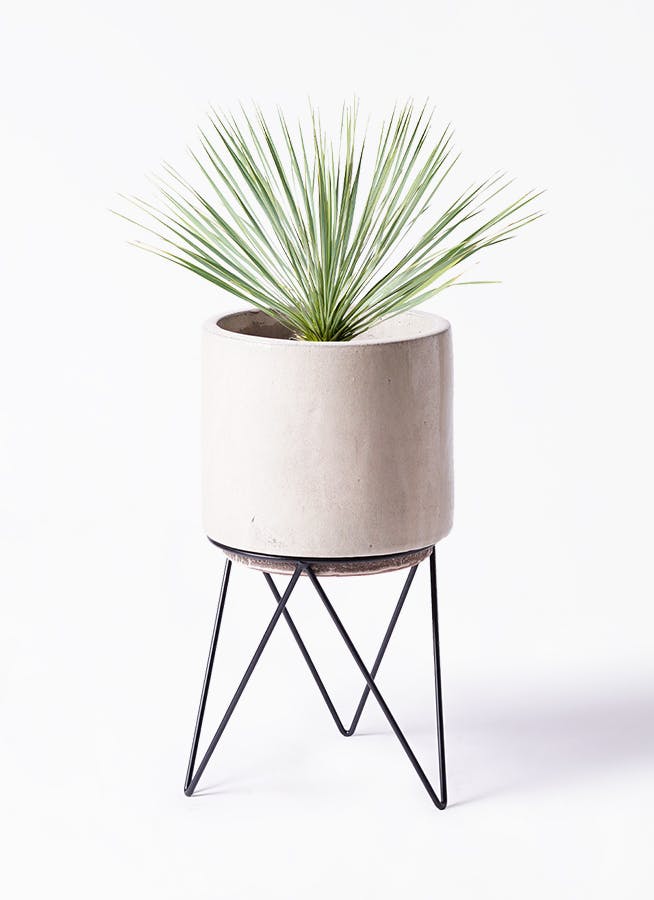 ユッカ ロストラータ | HitoHana（ひとはな）