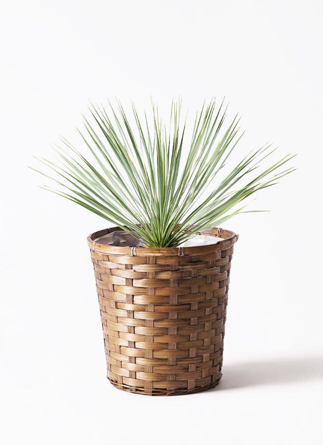 ユッカ ロストラータ 3株 鉢植えのままメルカリ便で発送