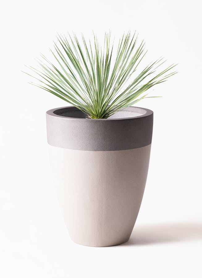 ユッカ ロストラータ | HitoHana（ひとはな）