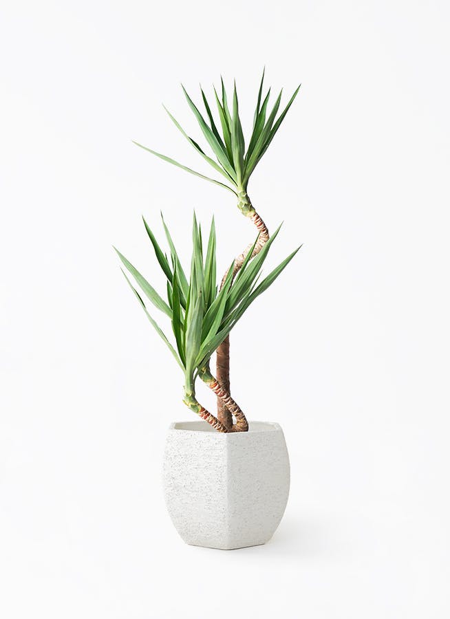 ユッカリギダ (ね) 曲がり株 yucca-magari-92_1.jpg