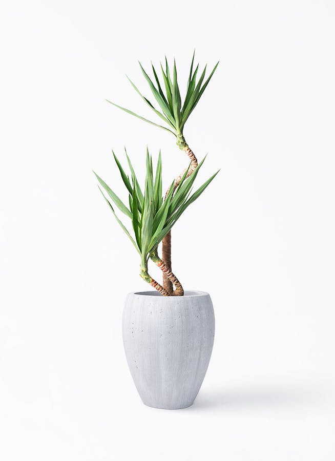 ユッカ 8号 曲がり | HitoHana（ひとはな）