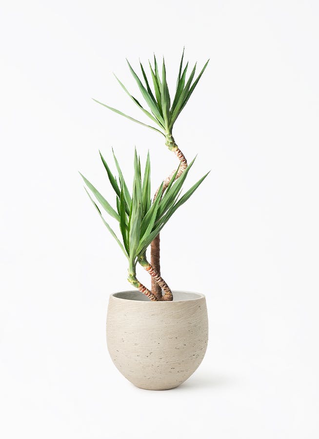 ユッカ　曲がり 曲がりの入ったユッカ・エレファンティペス Yucca 観葉植物 引取