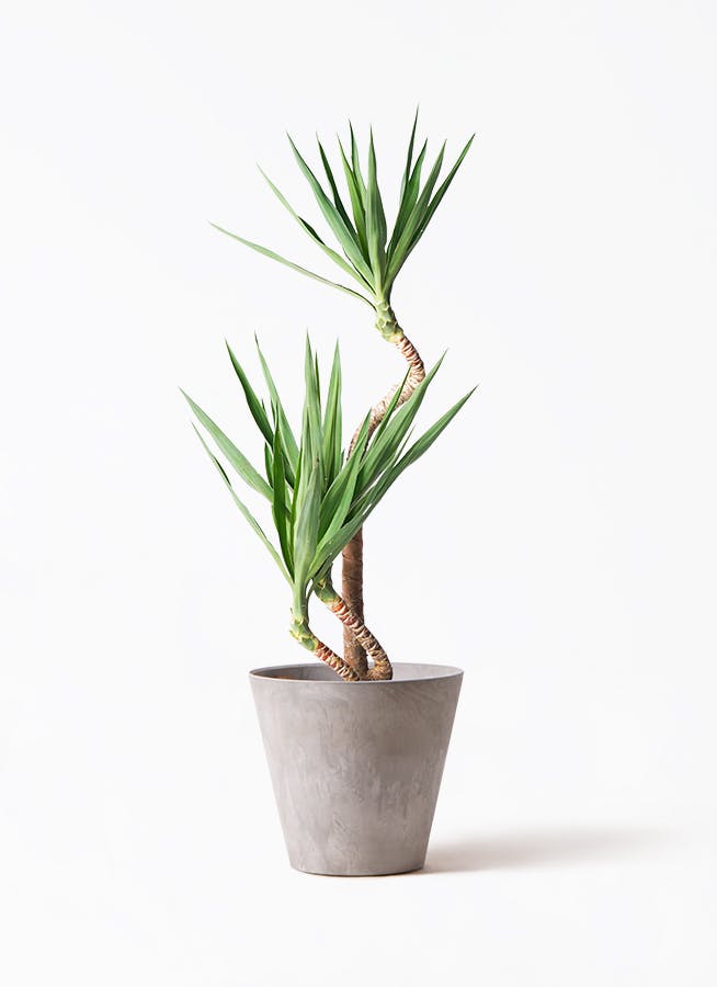 ユッカ 曲がり | HitoHana（ひとはな）