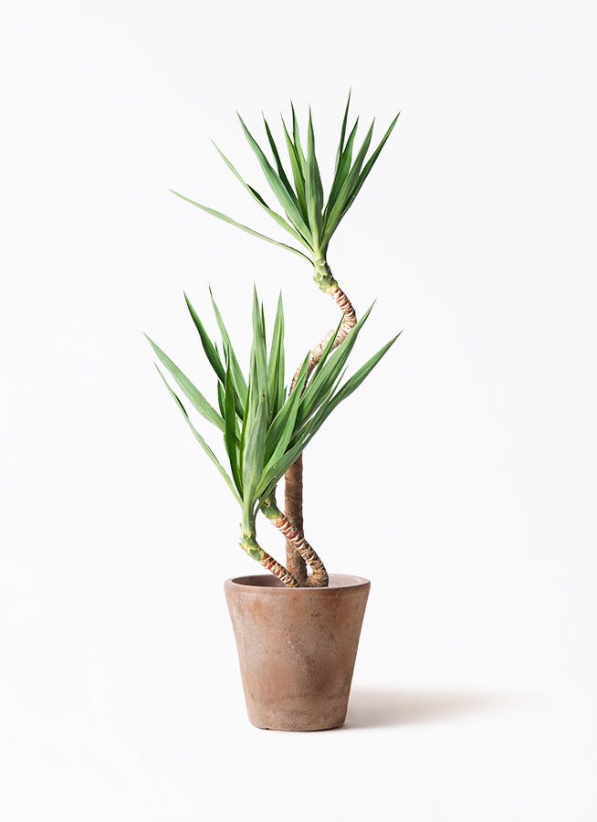 観葉植物 ユッカ 8号 曲り ルーガ アンティコ ソリッド 付き