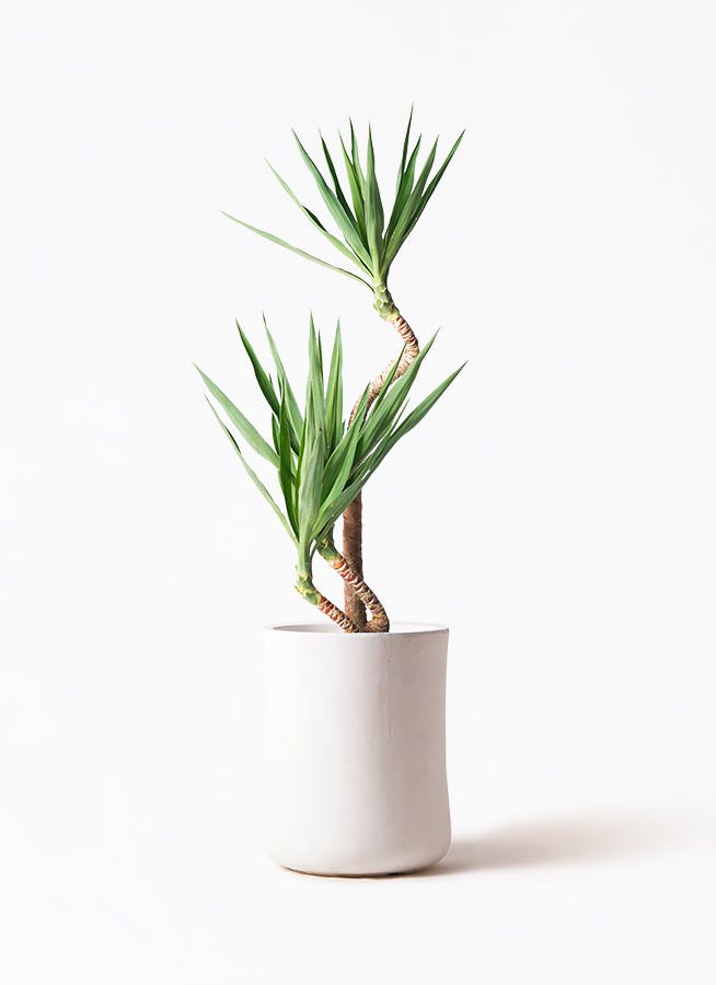 ユッカ 8号 曲がり | HitoHana（ひとはな）